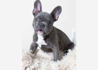 What Size Crate Is Good for a Frenchton Pup