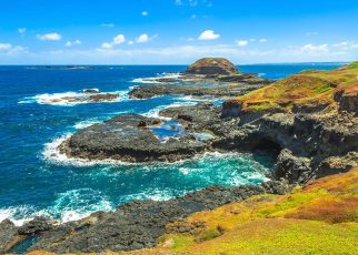 Self Drive vs Guided Tour to Phillip Island Which One Should You Choose