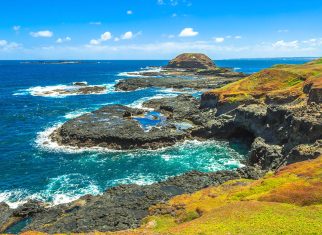 Self Drive vs Guided Tour to Phillip Island Which One Should You Choose