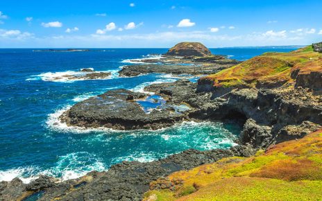 Self Drive vs Guided Tour to Phillip Island Which One Should You Choose