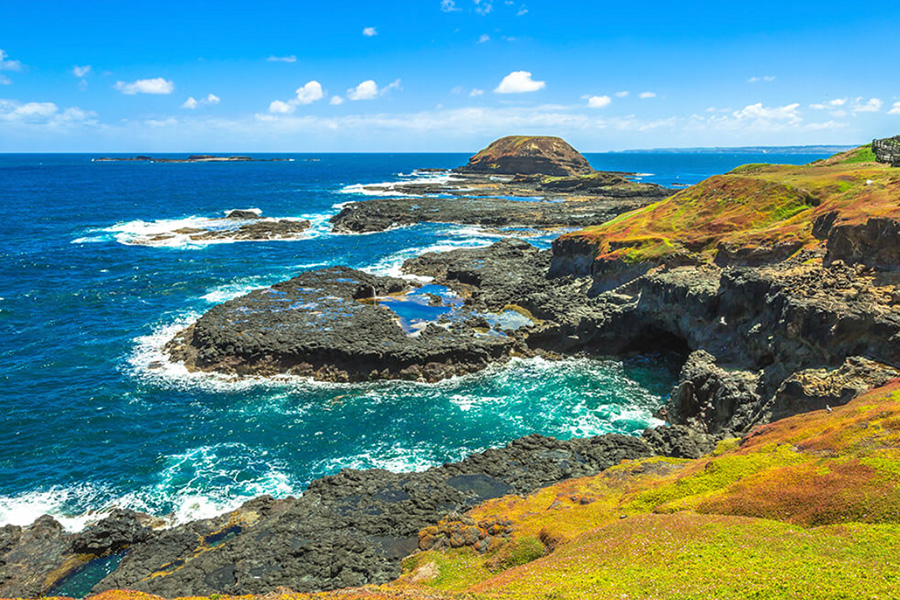 Self Drive vs Guided Tour to Phillip Island Which One Should You Choose